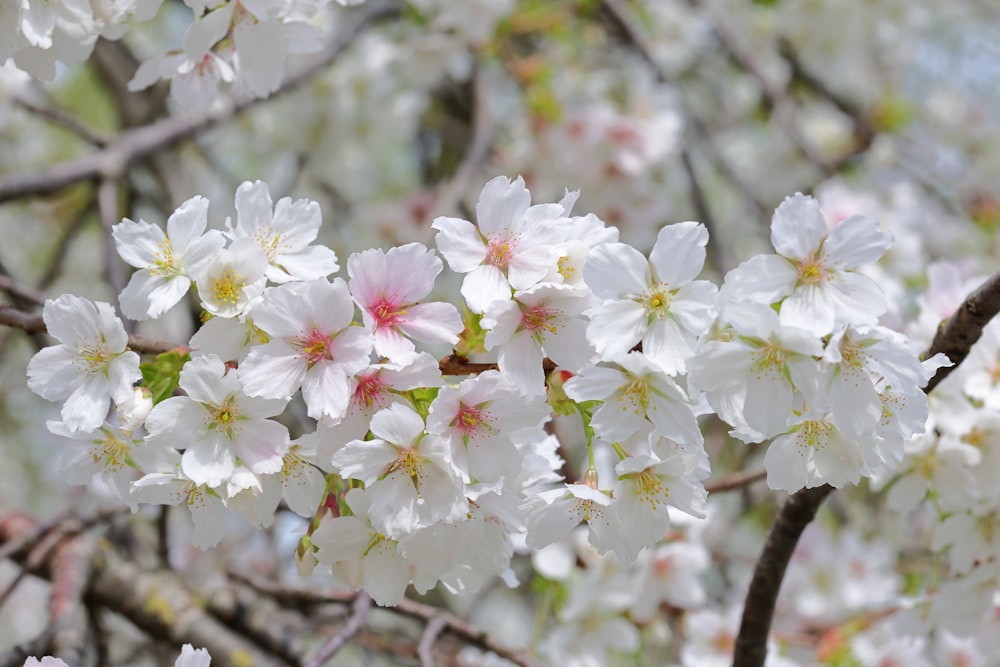 white flowers are blooming on a tree branch