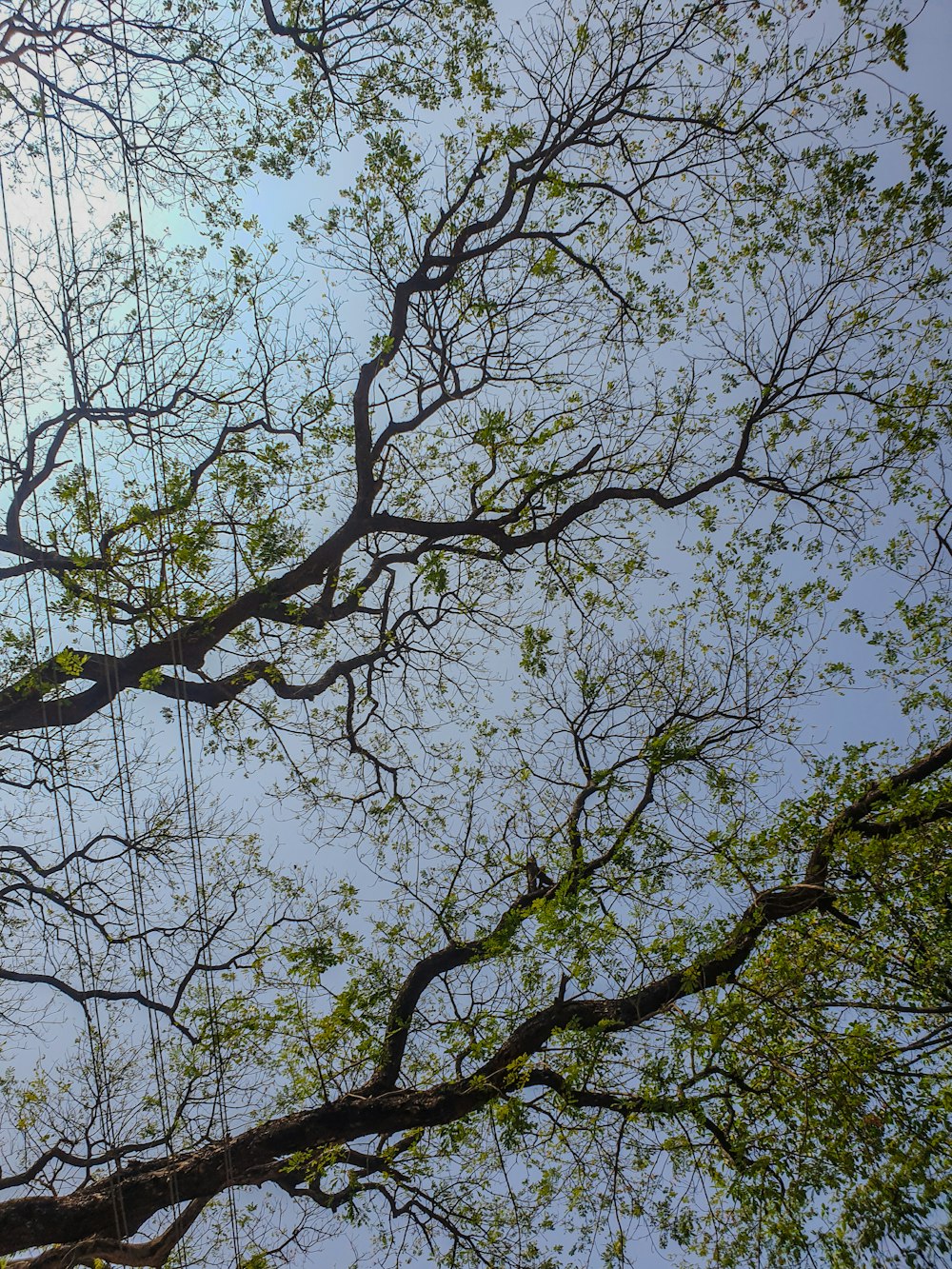 looking up at the branches of a tree