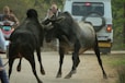 a couple of bulls fighting each other on a dirt road