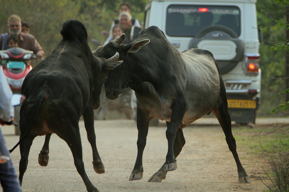 a couple of bulls fighting each other on a dirt road