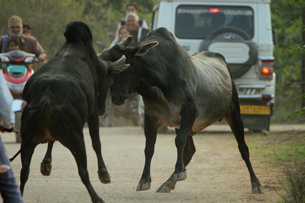 Un par de toros peleando entre sí en un camino de tierra