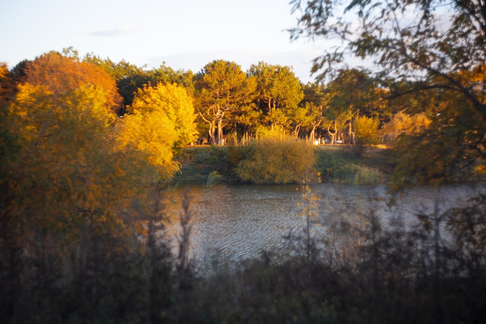 a body of water surrounded by trees in the fall