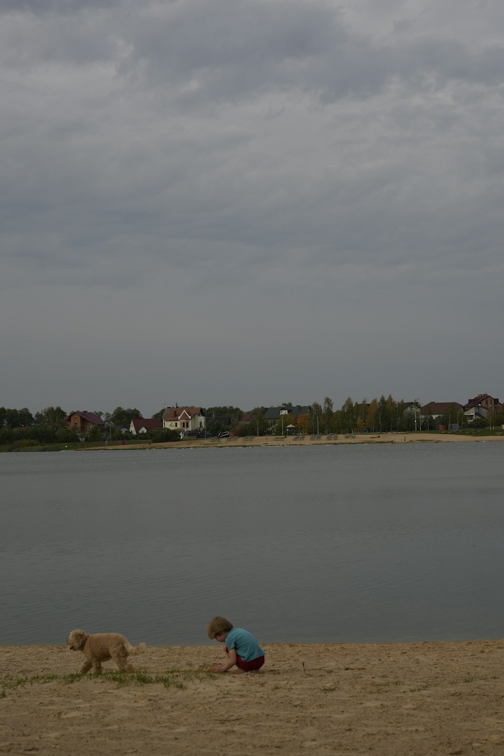 a person and a dog on a beach near a body of water