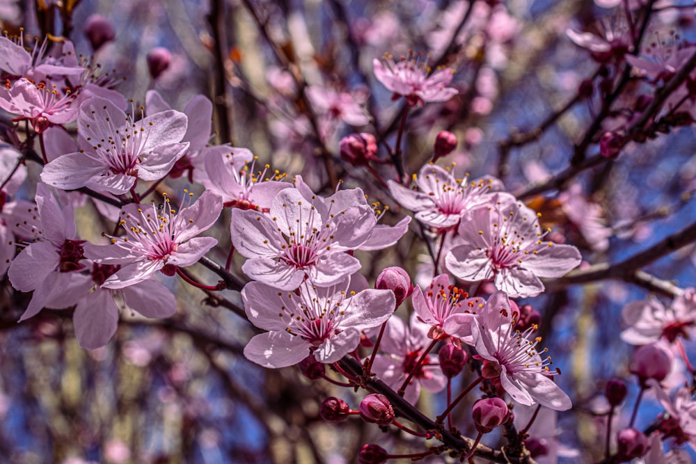 Las flores rosadas florecen en la rama de un árbol