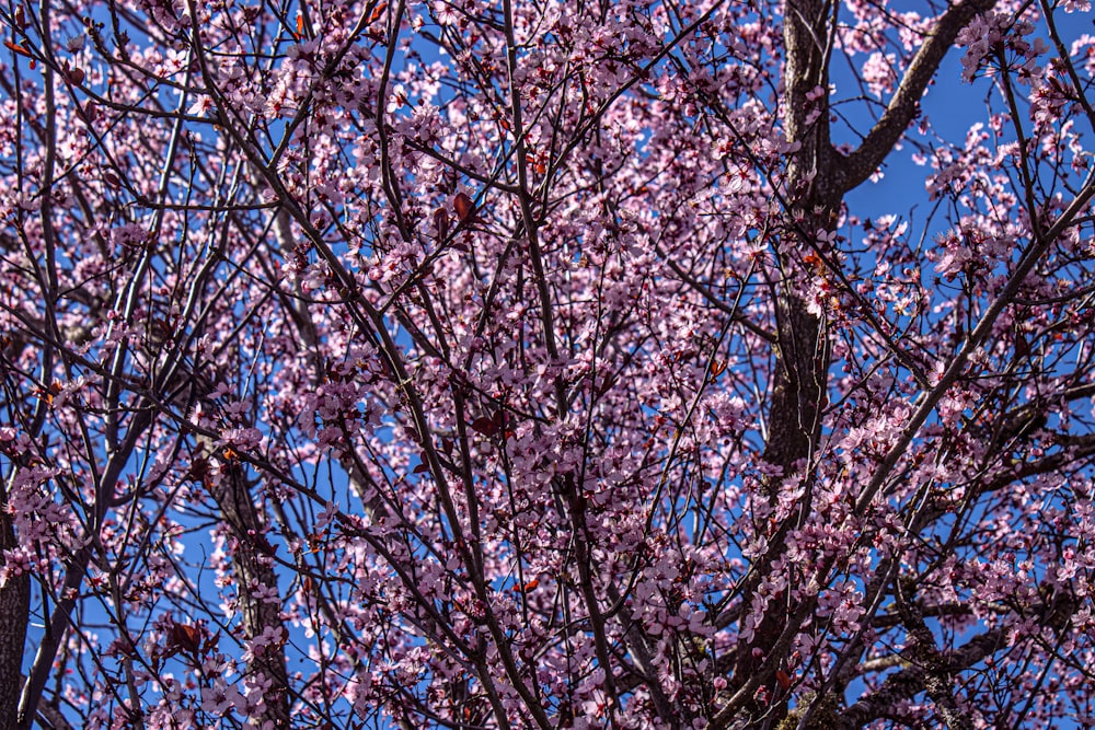 ein Baum mit vielen rosa Blüten darauf