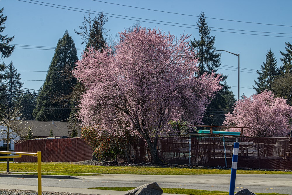 a park area with a tree with pink flowers