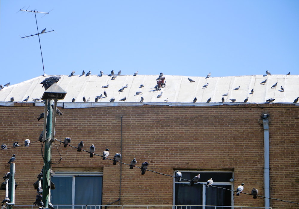 a flock of birds sitting on the roof of a building
