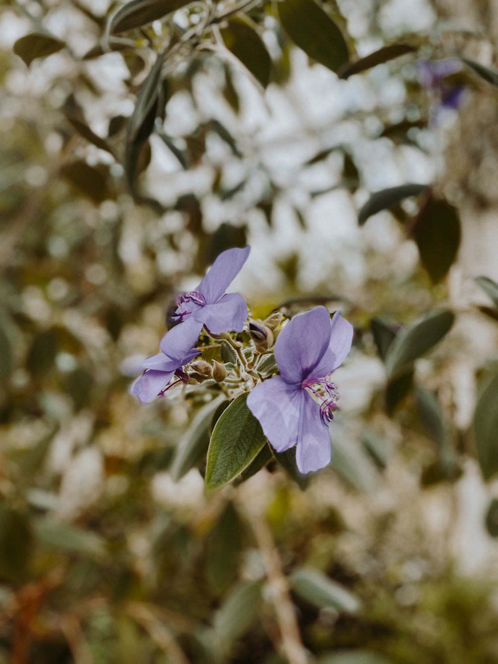 a close up of a purple flower on a tree