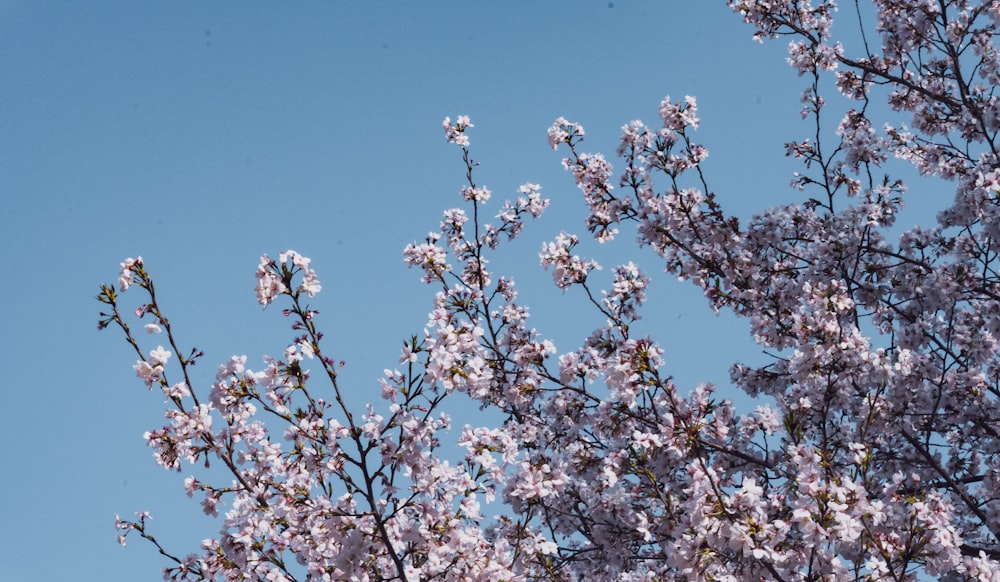 a tree with lots of pink flowers on it