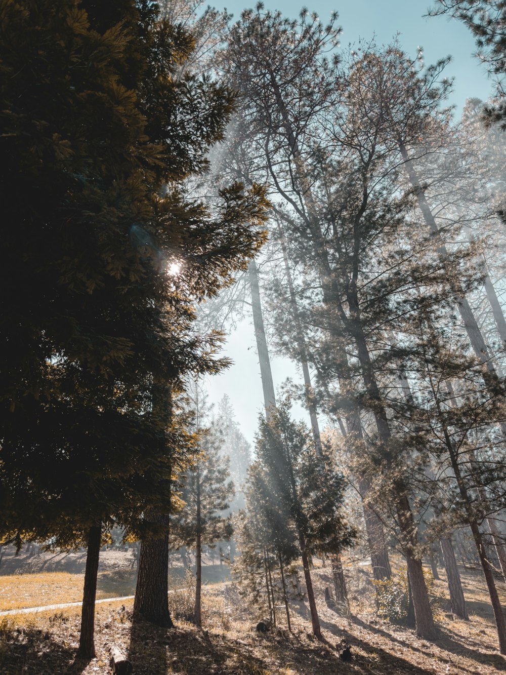 O sol brilha através das árvores na floresta