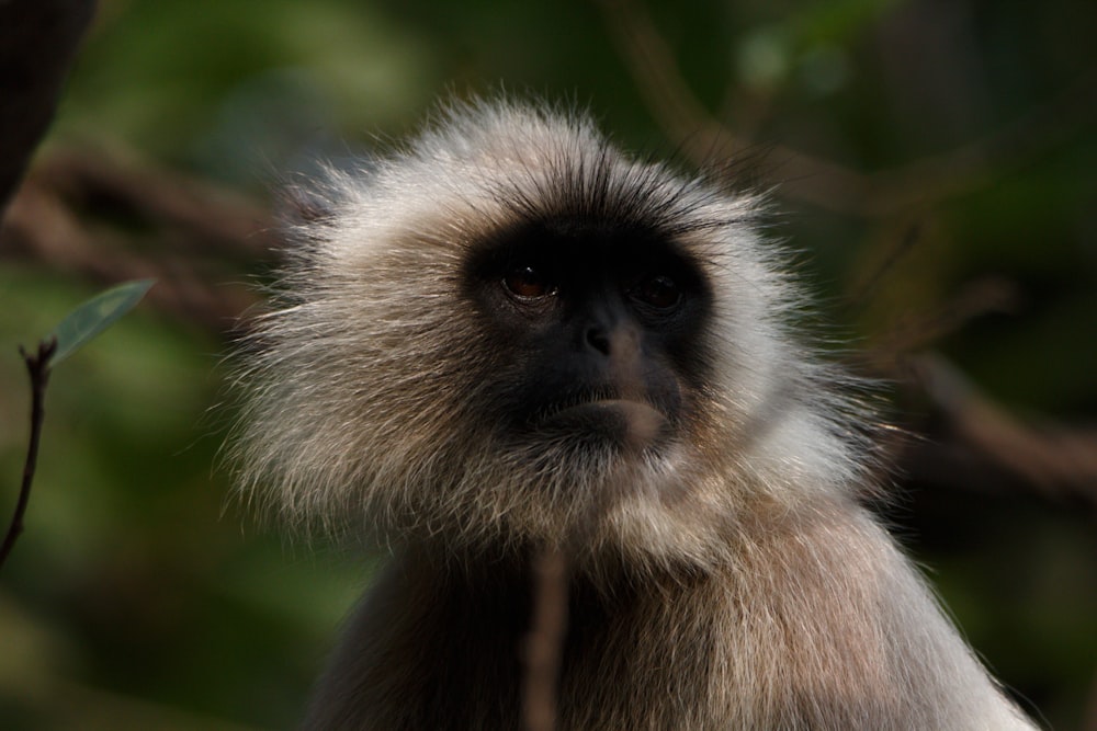 a close up of a monkey on a tree branch