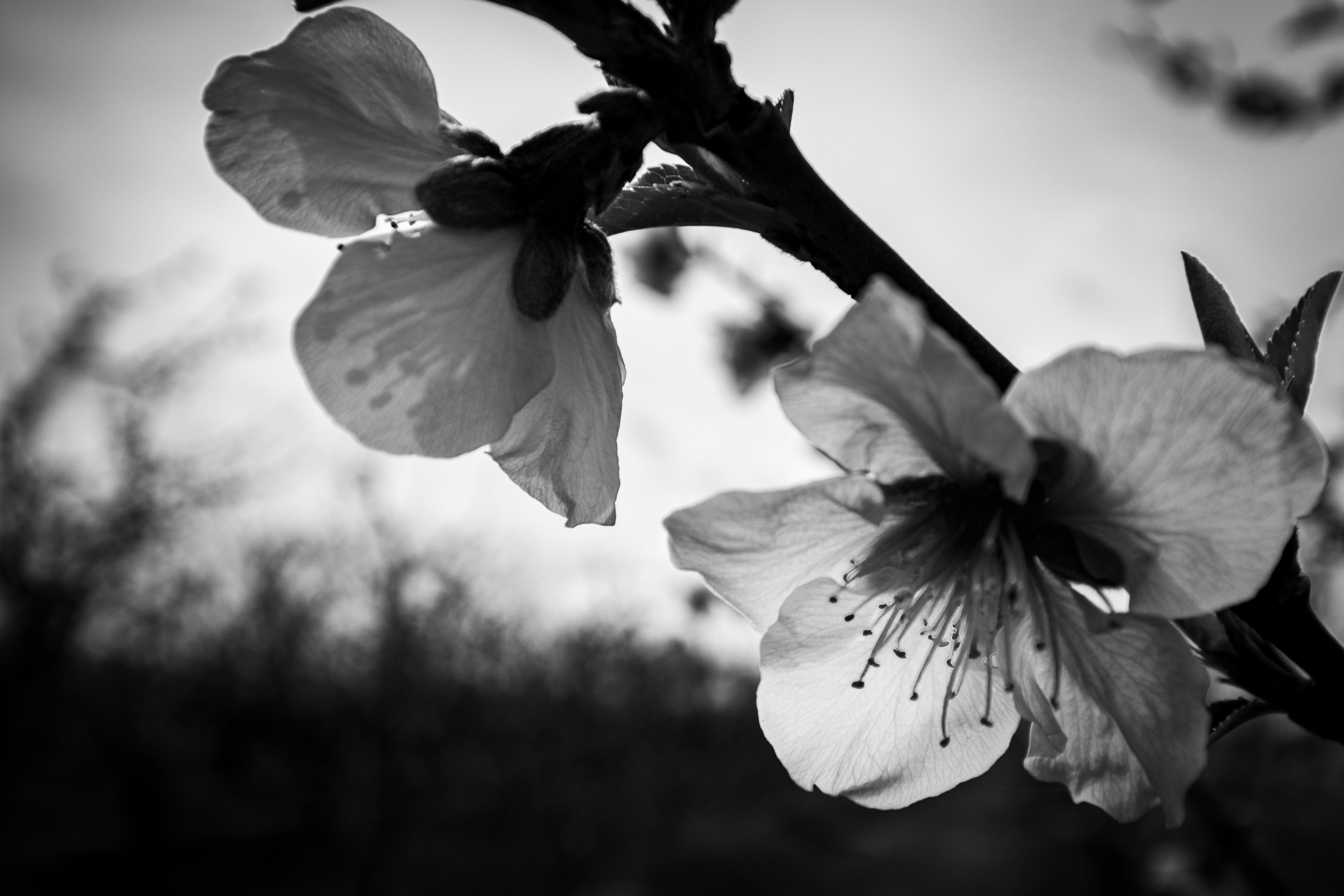 a black and white photo of a flower