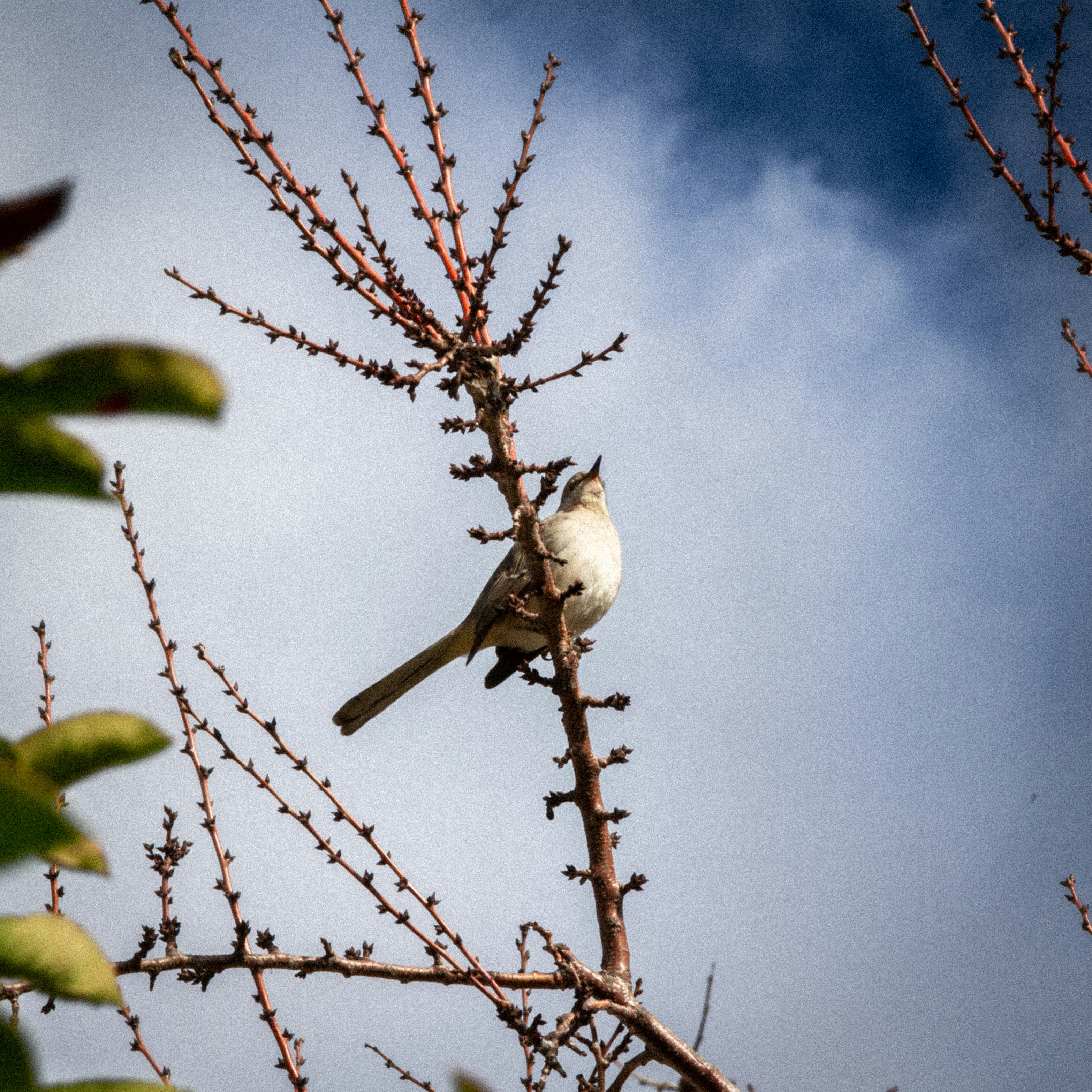 Photo by lkypro431