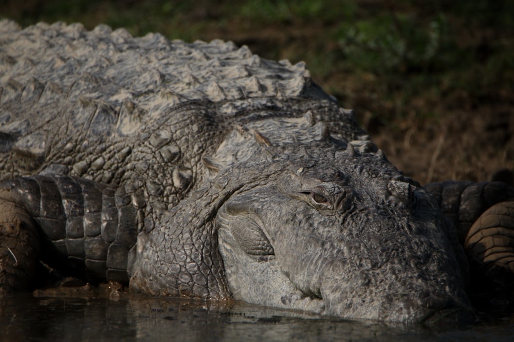 a close up of a large alligator in a body of water