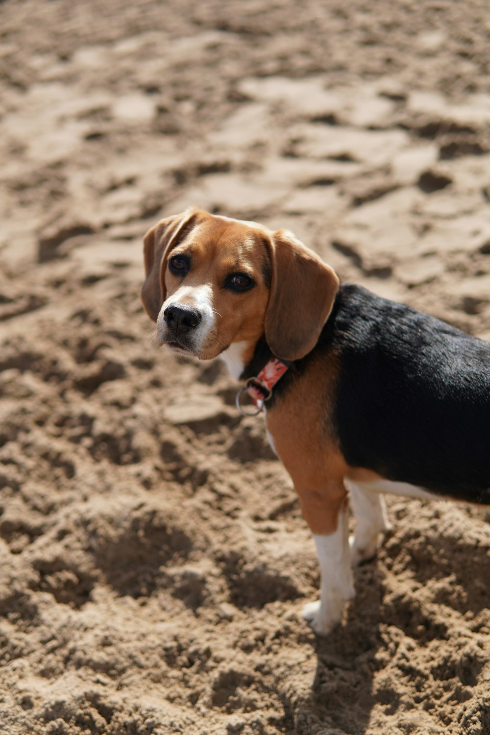 a beagle dog standing in the sand on a sunny day