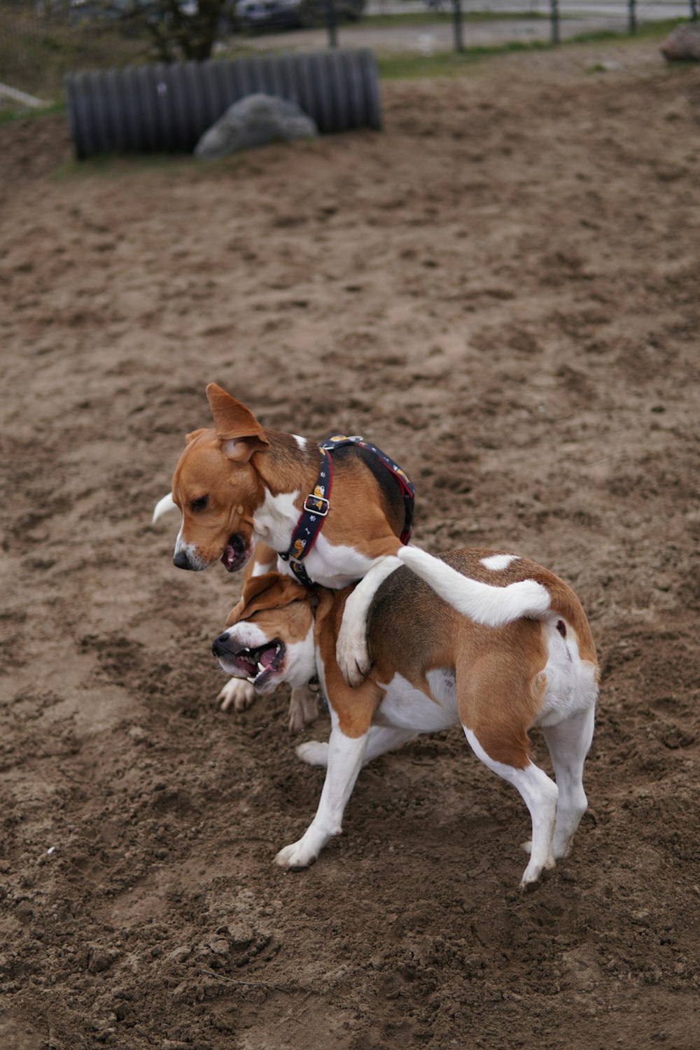 a brown and white dog standing on top of a dirt field