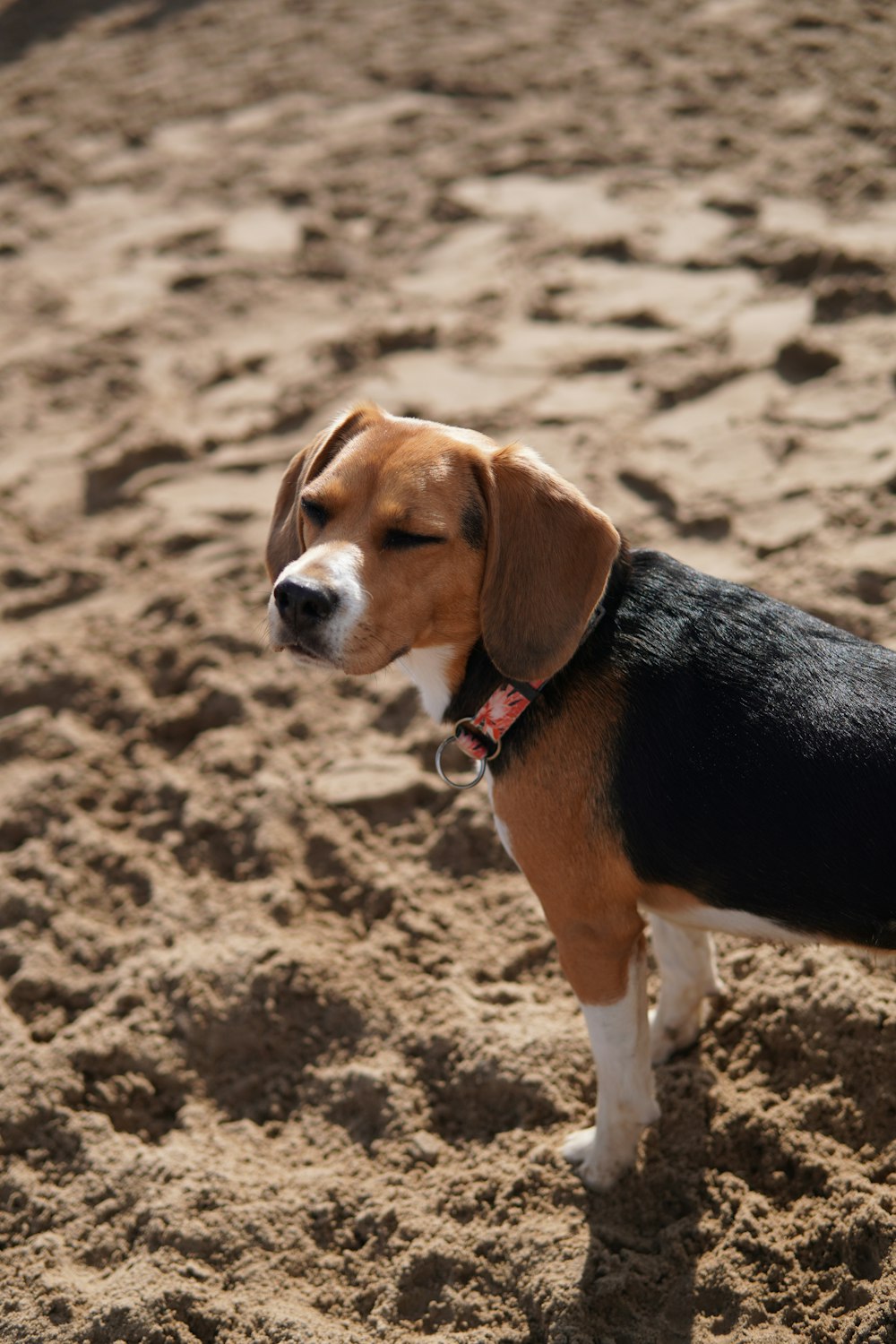 a beagle dog standing in the sand on a sunny day