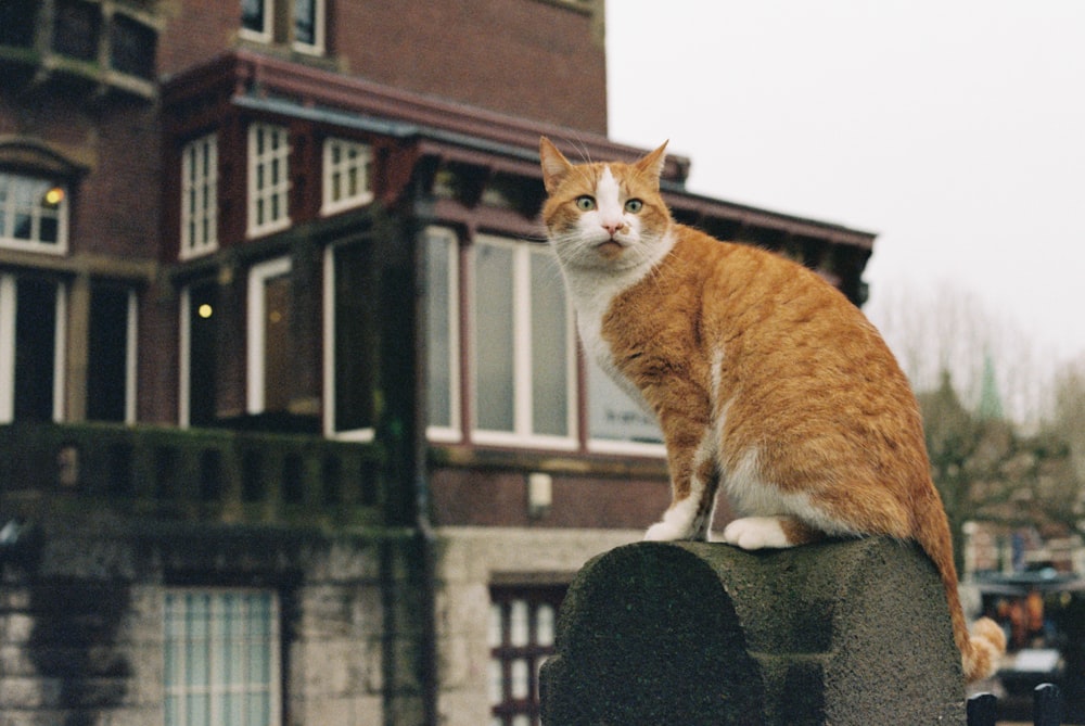 an orange and white cat sitting on top of a cement block