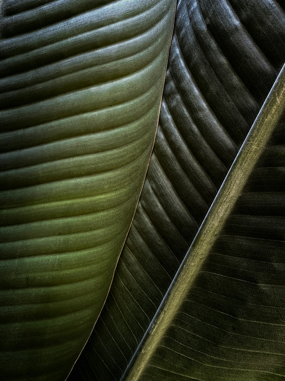 a close up of a large green leaf