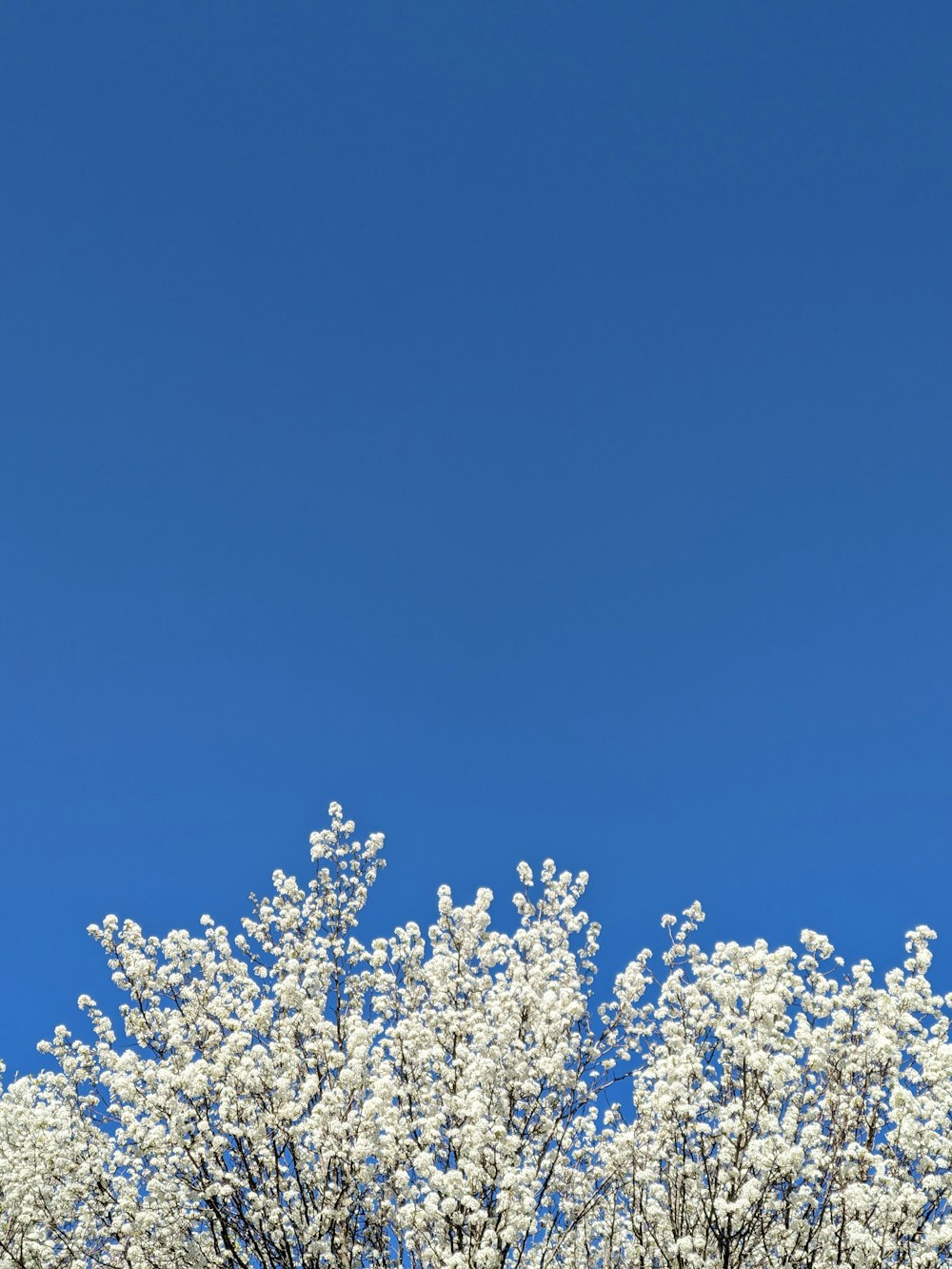 a tree with white flowers in front of a blue sky