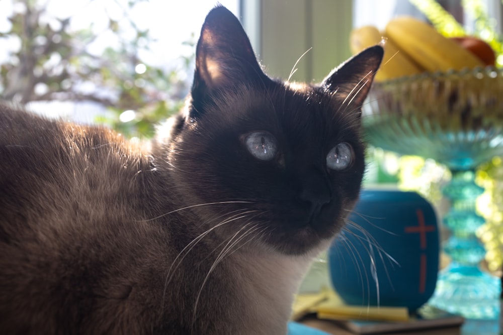 a black and white cat sitting on a table