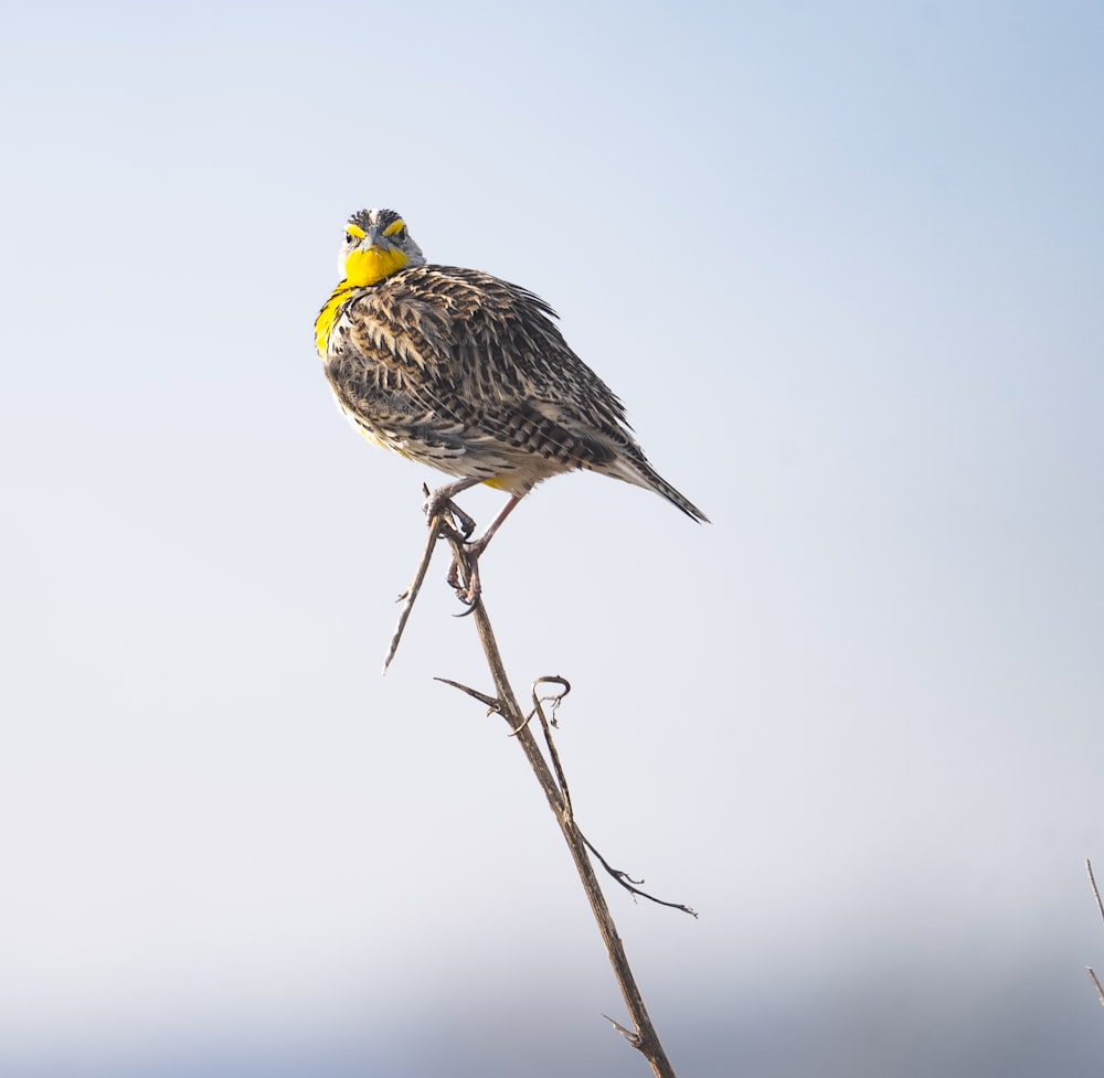 a bird sitting on top of a dry tree branch