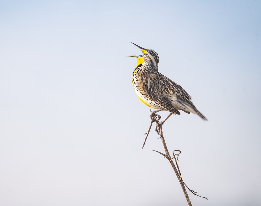 a bird sitting on top of a dry tree branch