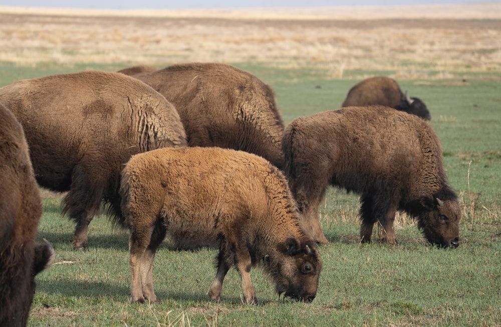 a herd of bison grazing on a lush green field