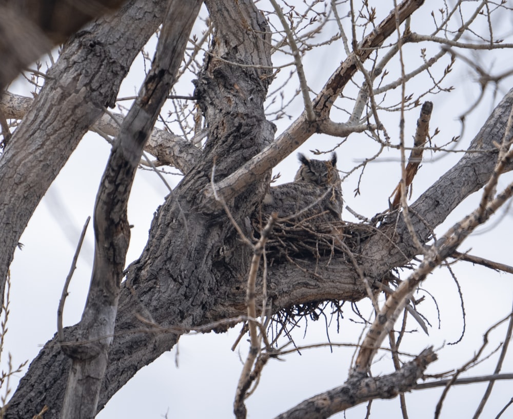 un oiseau est assis dans un nid dans un arbre