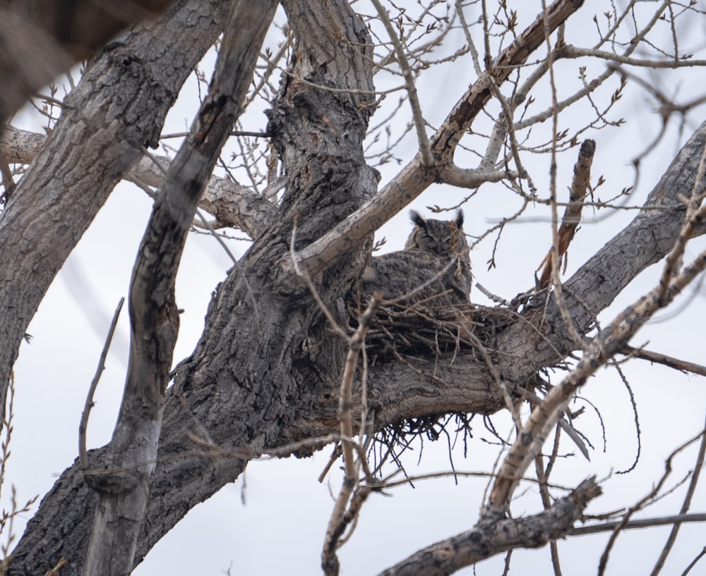 a bird is sitting in a nest in a tree
