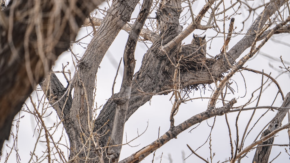 a bird is sitting in a tree with no leaves