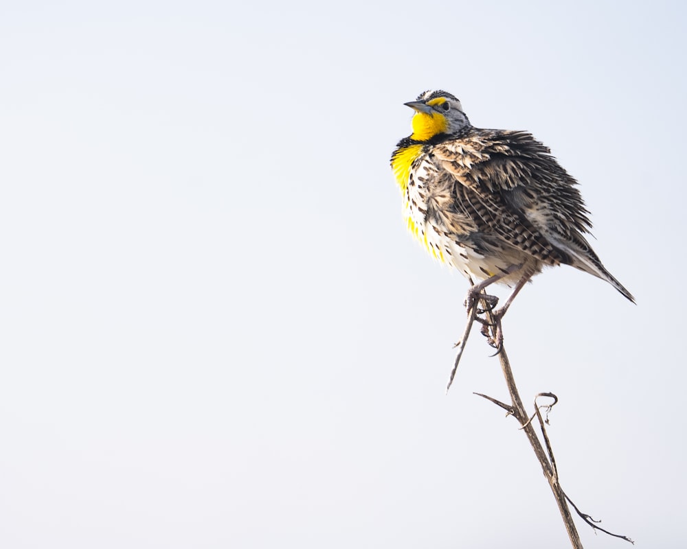 a bird sitting on top of a tree branch