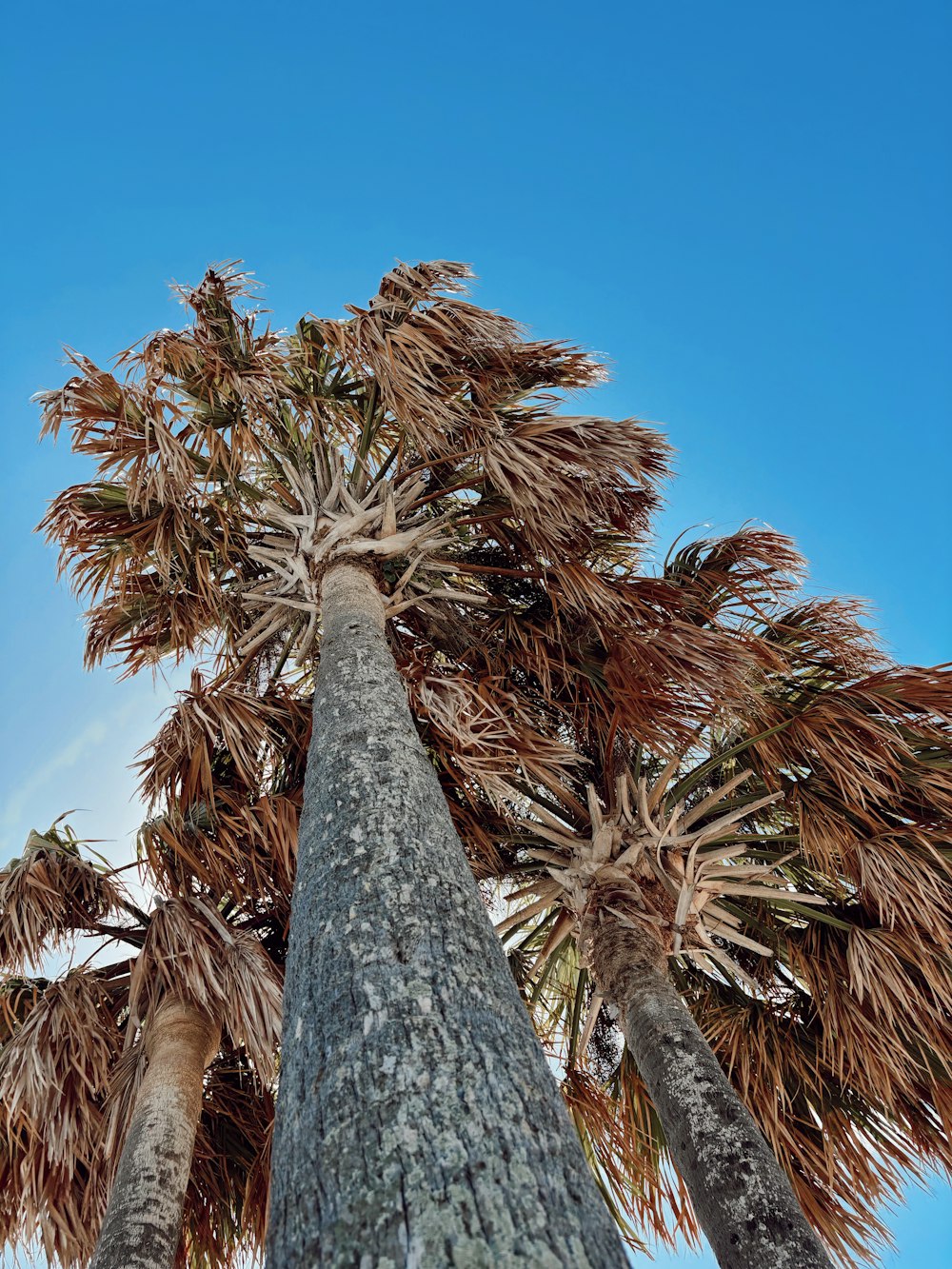 a group of palm trees standing next to each other