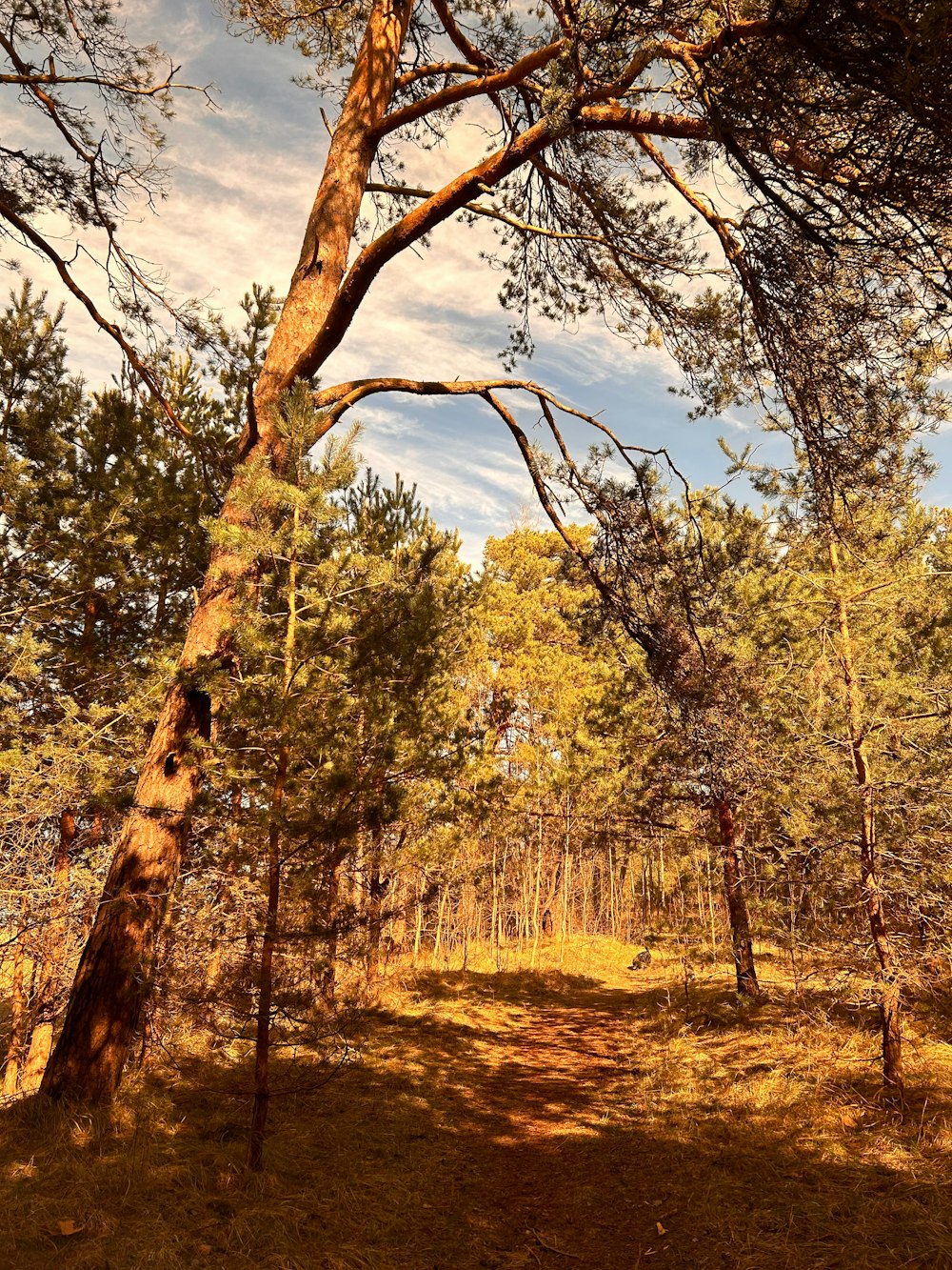 a dirt path in the middle of a forest