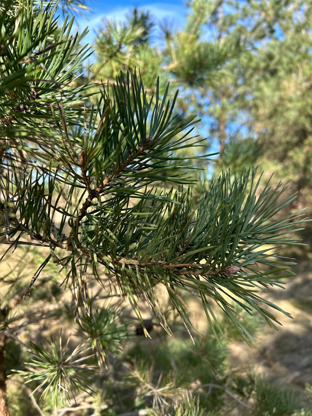 a close up of a pine tree branch