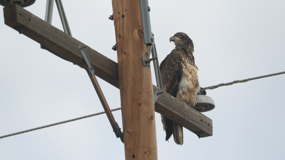 a hawk is perched on a power line
