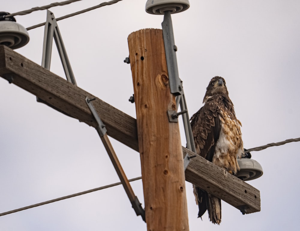 a hawk is perched on a power pole