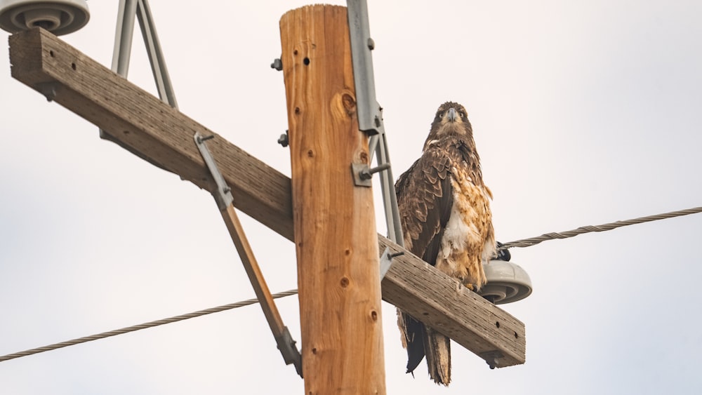 a hawk sitting on top of a telephone pole