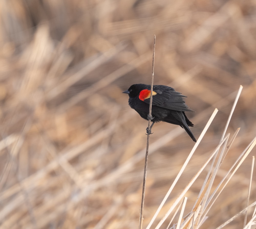 a black bird sitting on top of a dry grass field