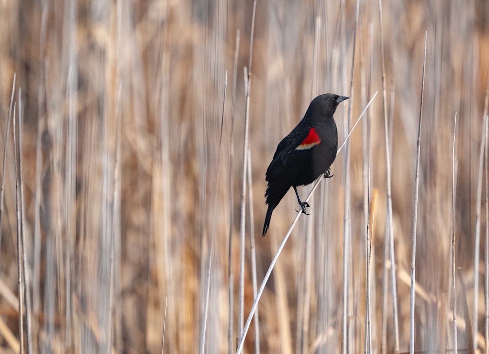 a black bird sitting on top of a dry grass field