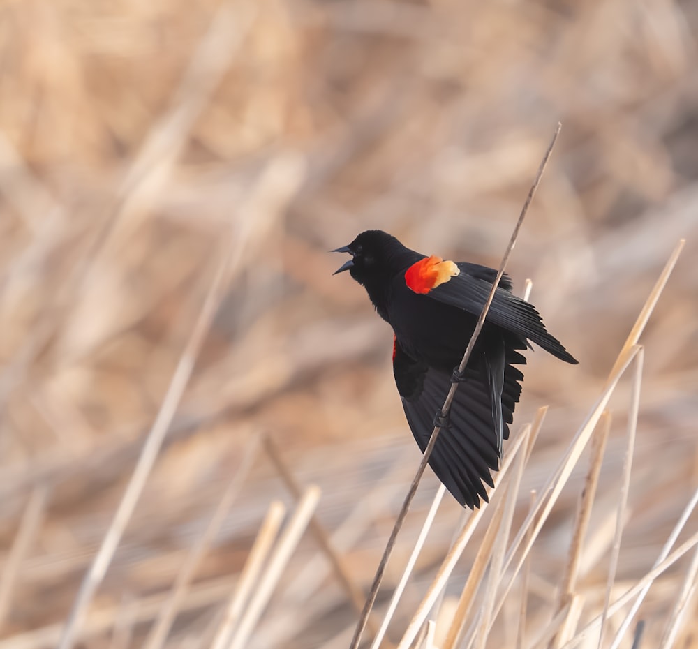 a black bird with a red and yellow on it's head
