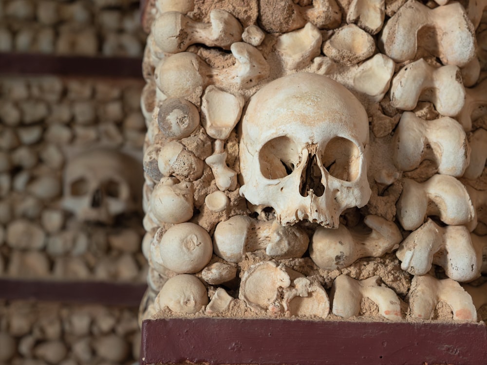 a bunch of skulls that are on a wall