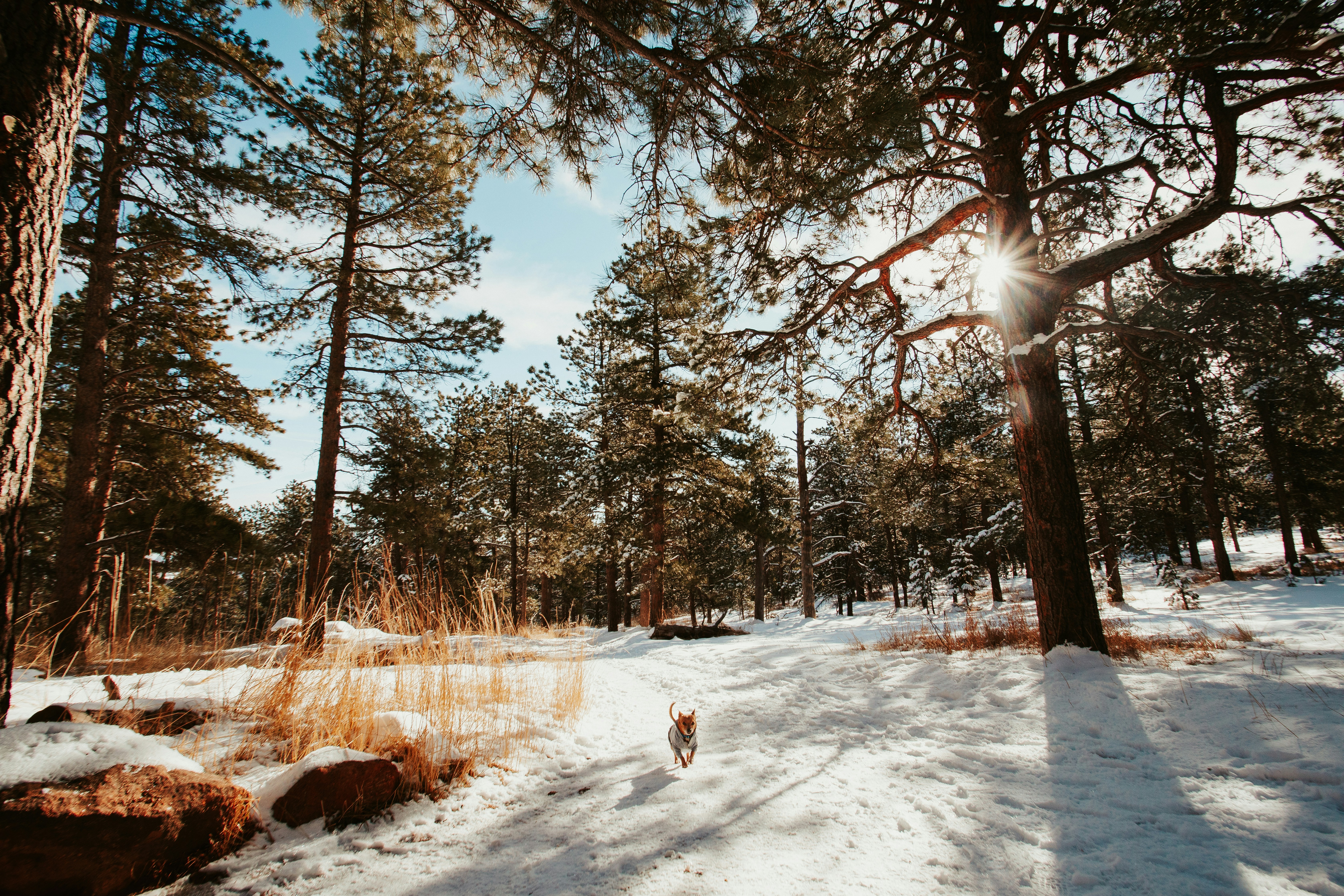 A dog eagerly runs down a snow-covered path in the woods on a sunny day.