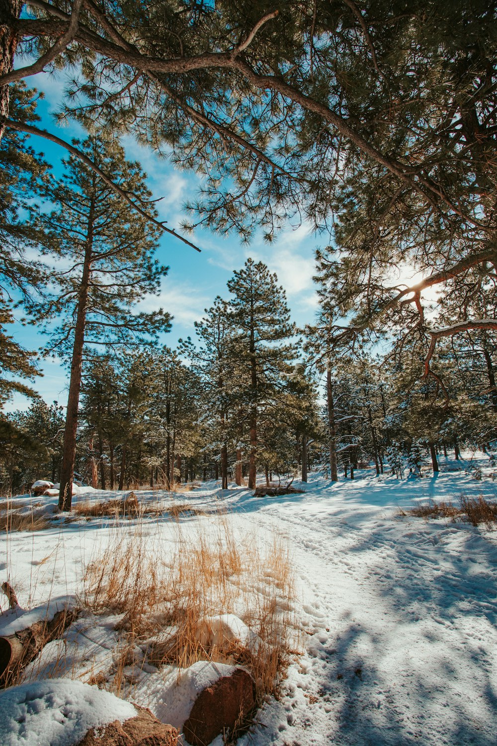 the sun shines through the trees in the snow