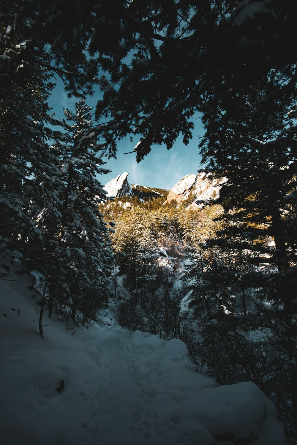 a snow covered forest with a mountain in the background