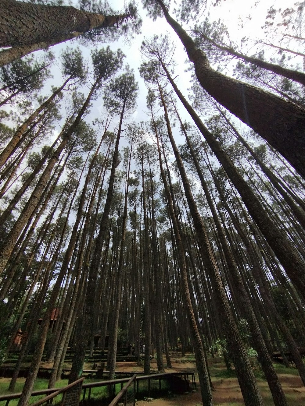 a forest filled with lots of tall pine trees