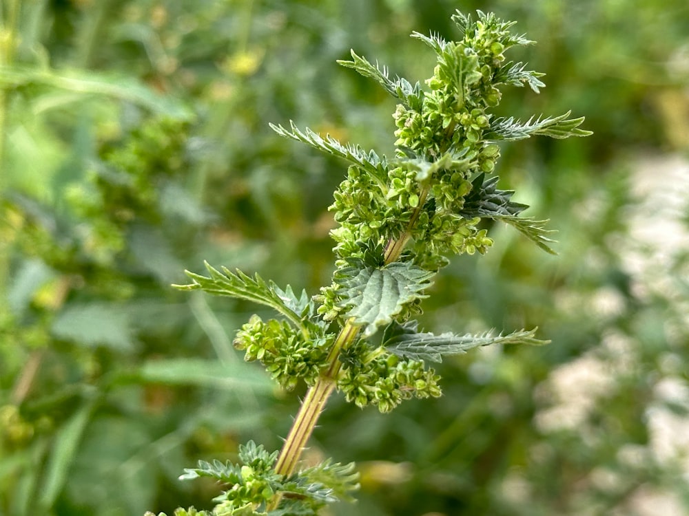 a close up of a plant with green leaves