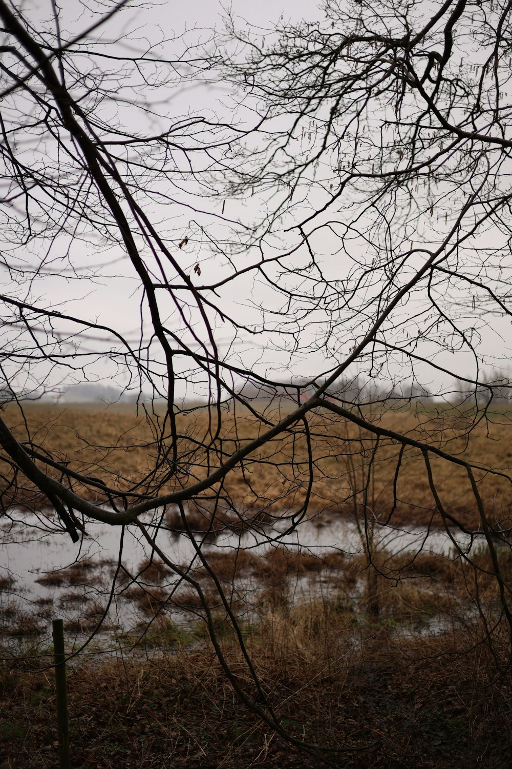 un campo con agua y árboles sin hojas