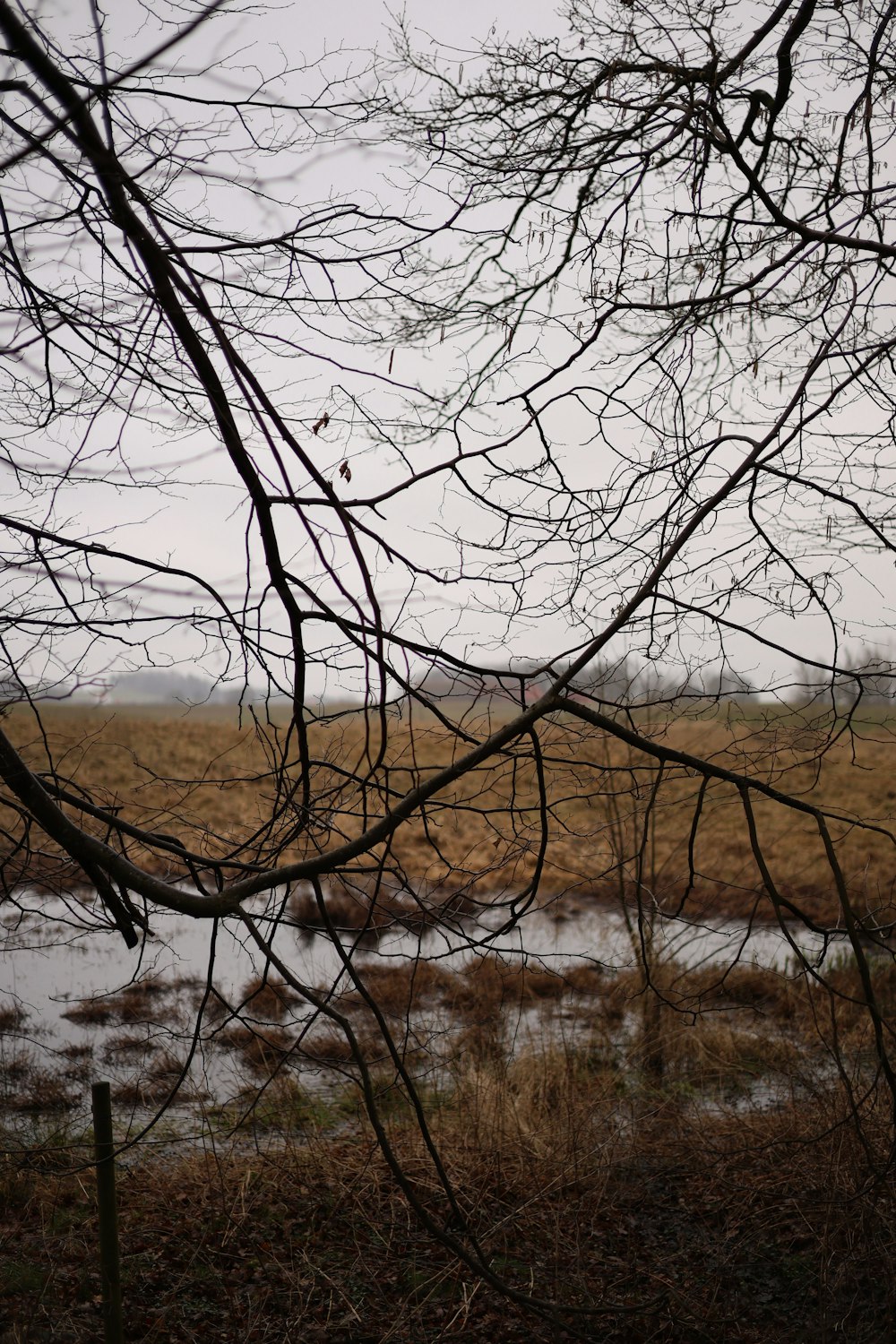 a field with water and trees with no leaves