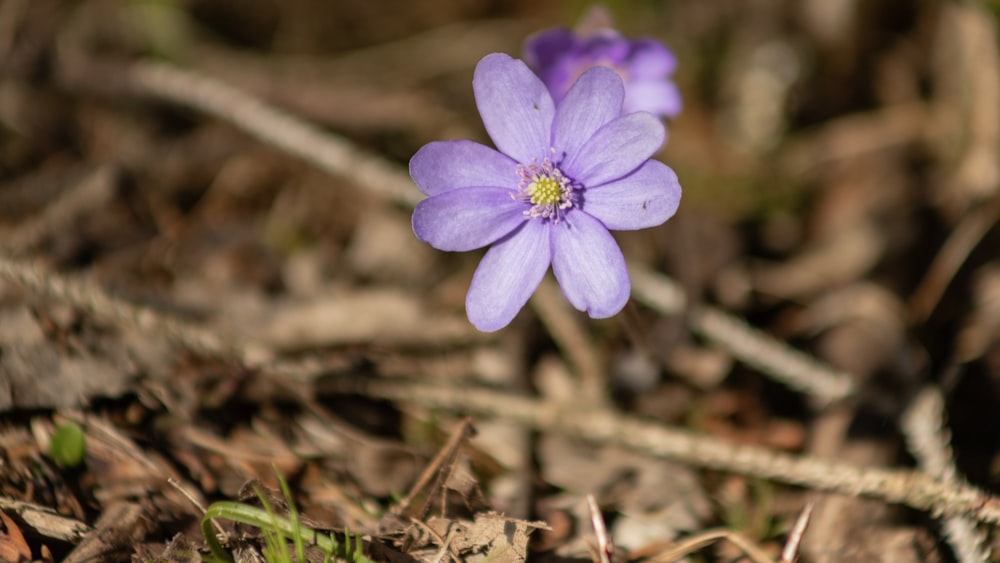 a small purple flower sitting on the ground